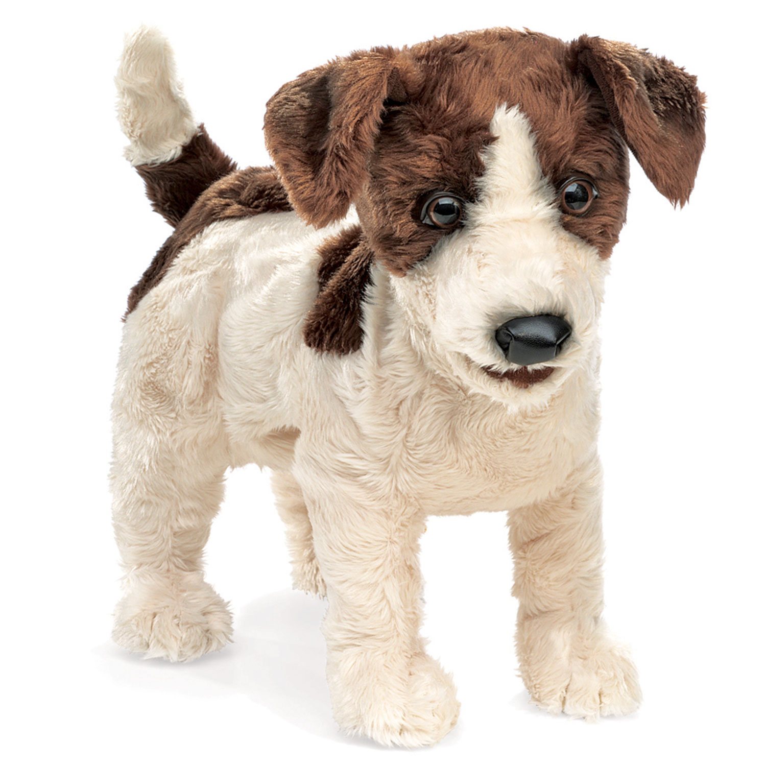 Jack Russell Terrier