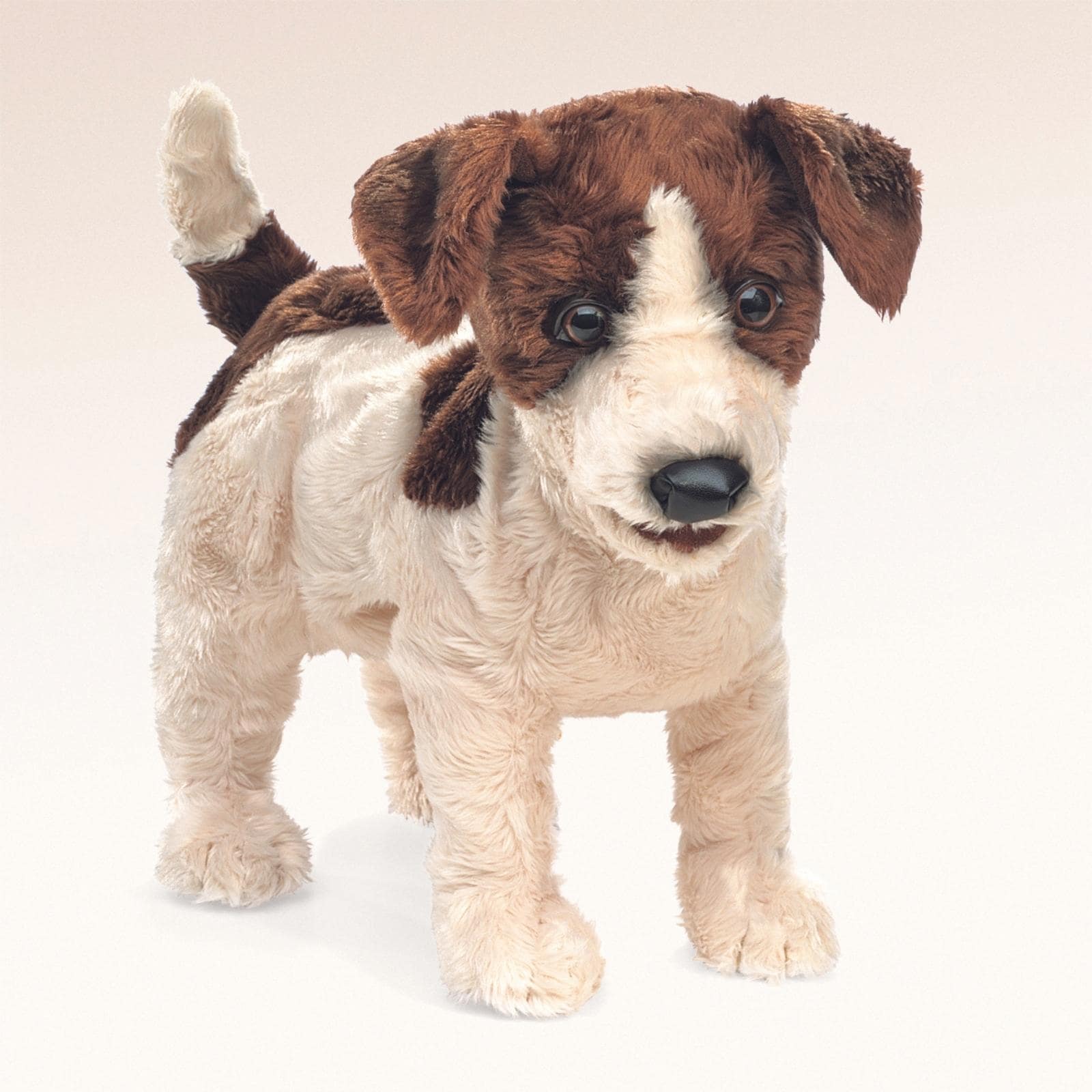 Jack Russell Terrier