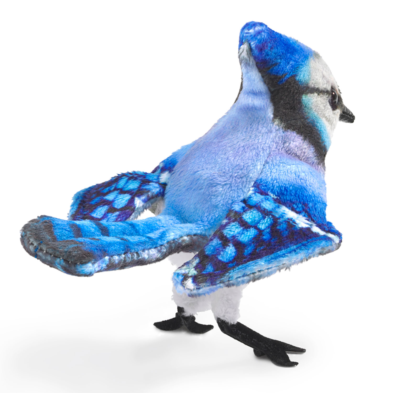Mini Blue Jay
