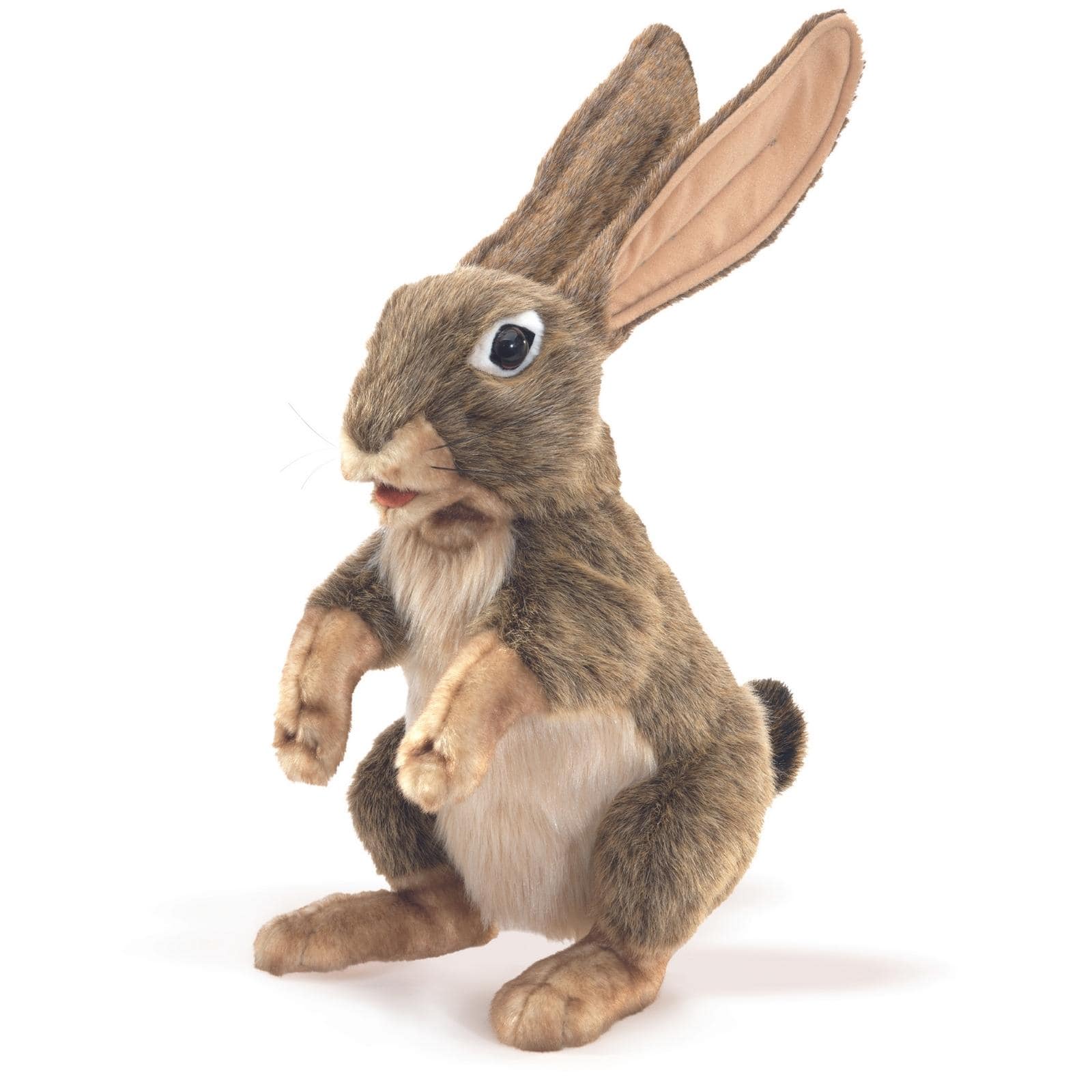 Jack Rabbit