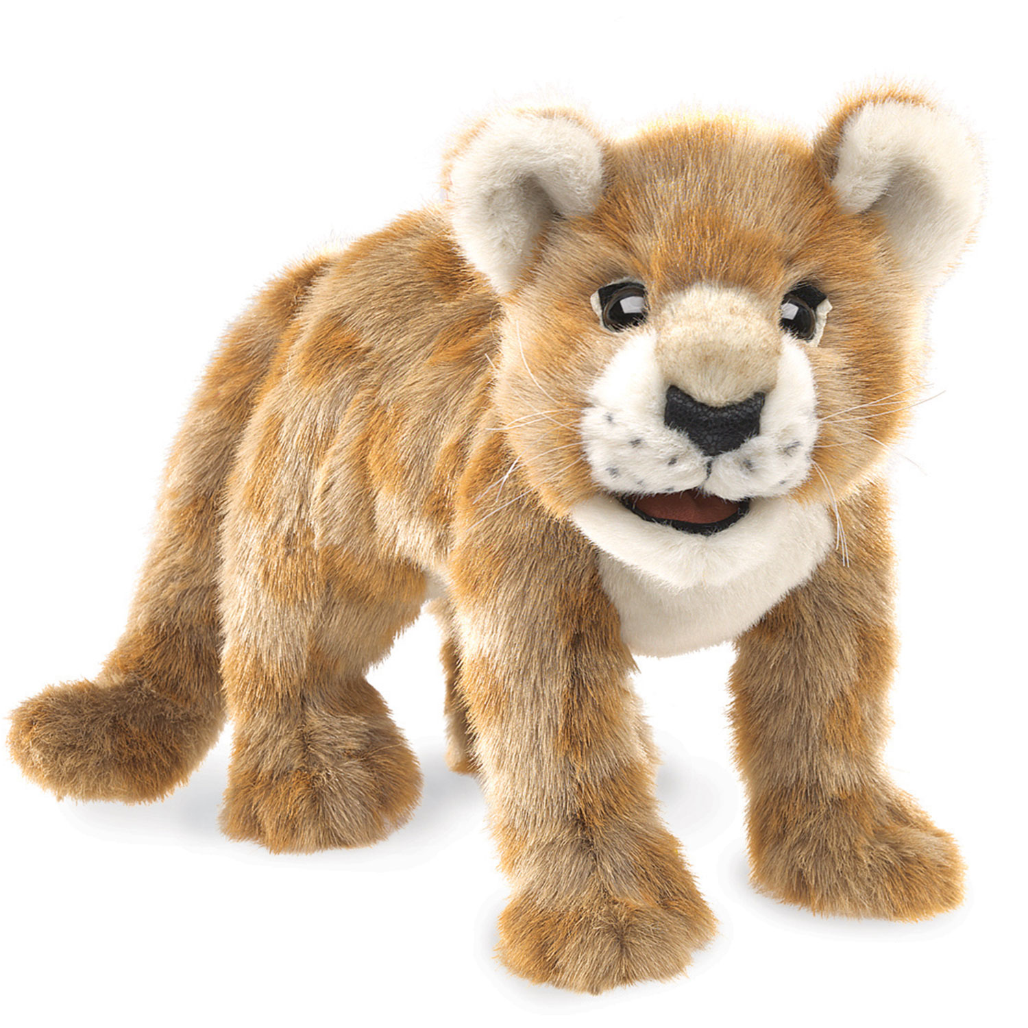 African Lion Cub