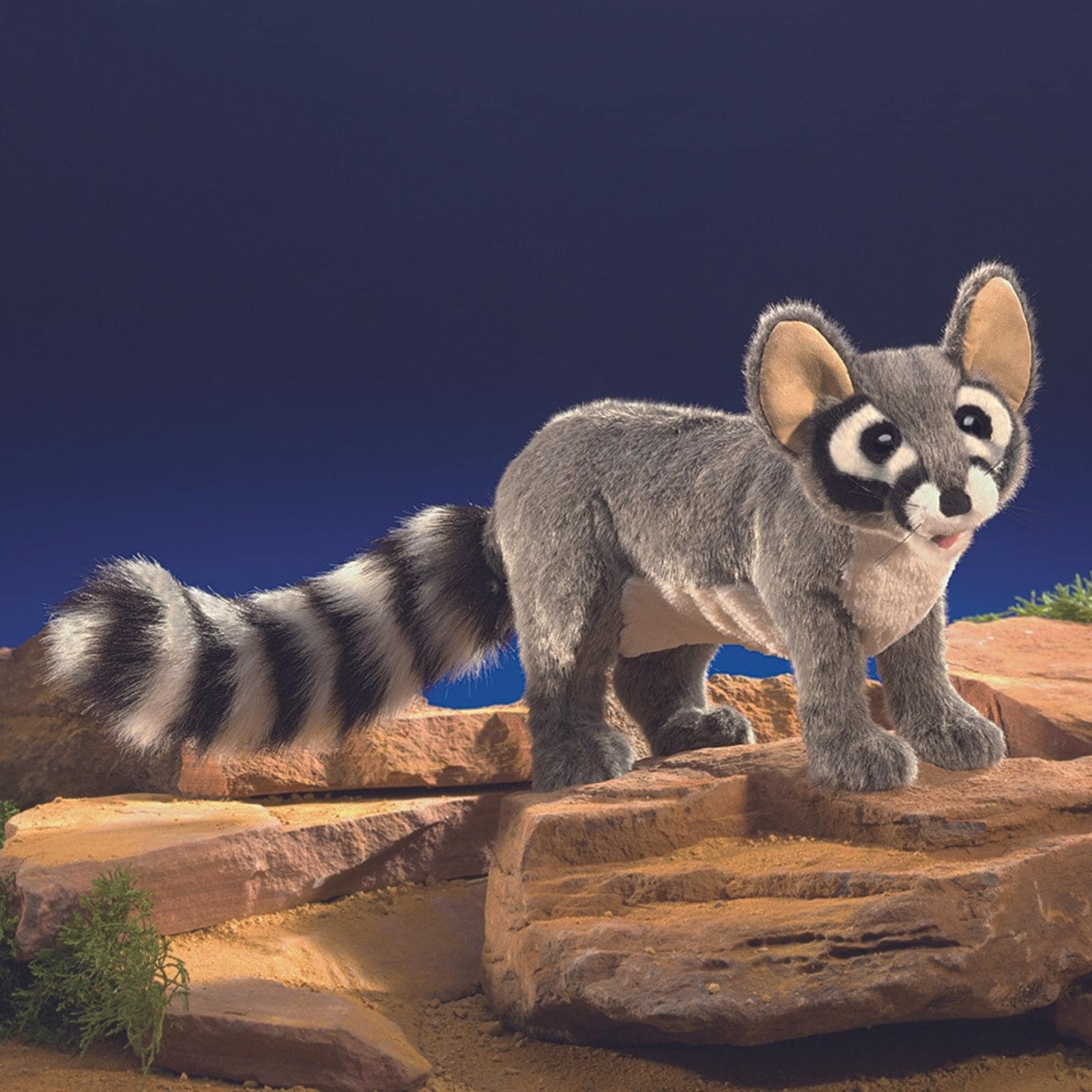 Ringtail Cat