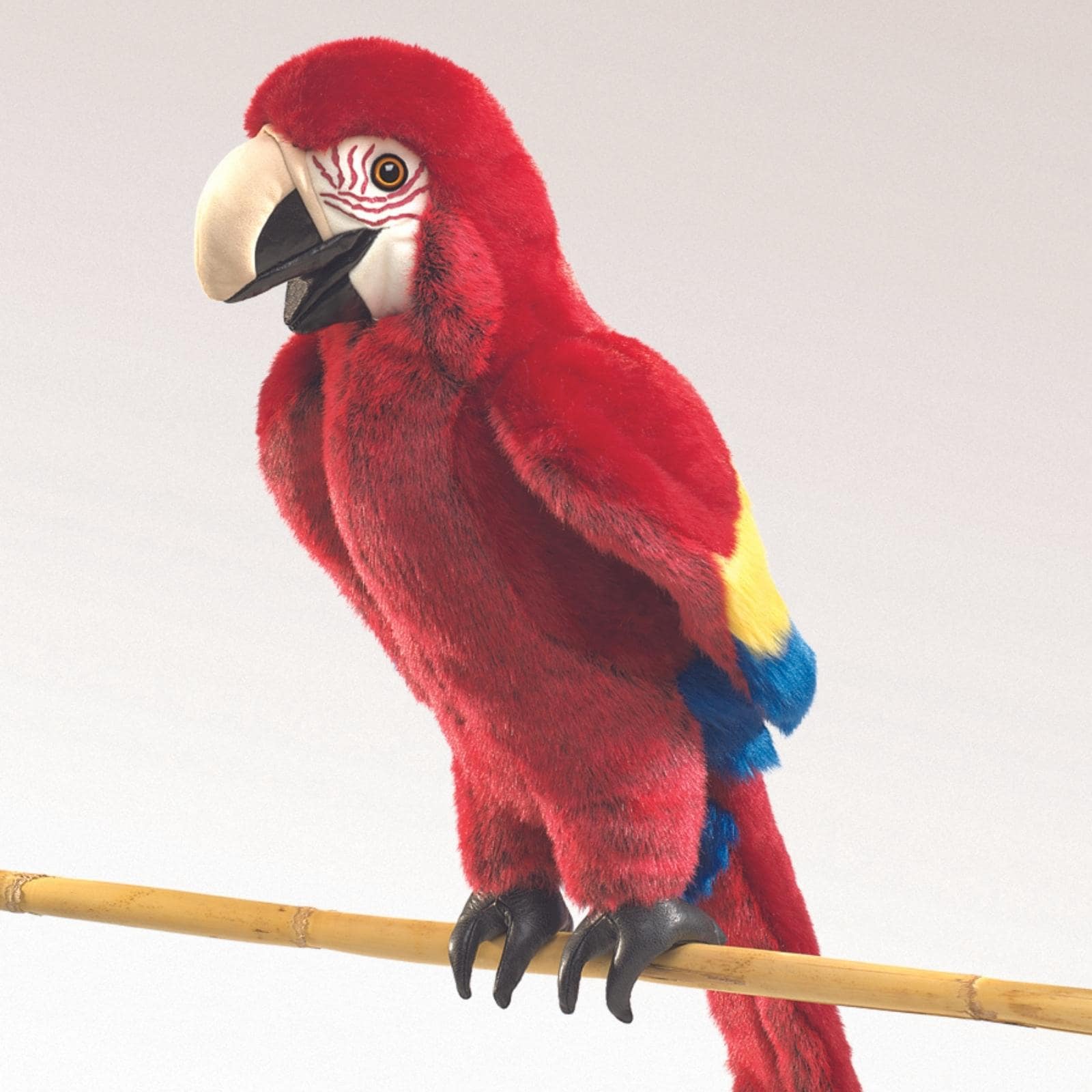 Scarlet Macaw