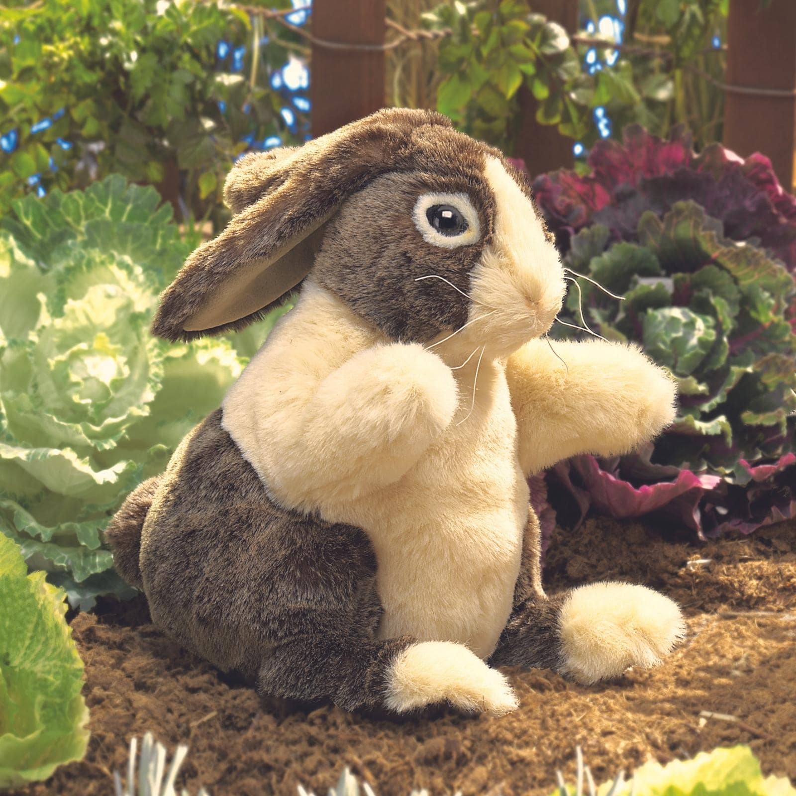 Dutch Rabbit
