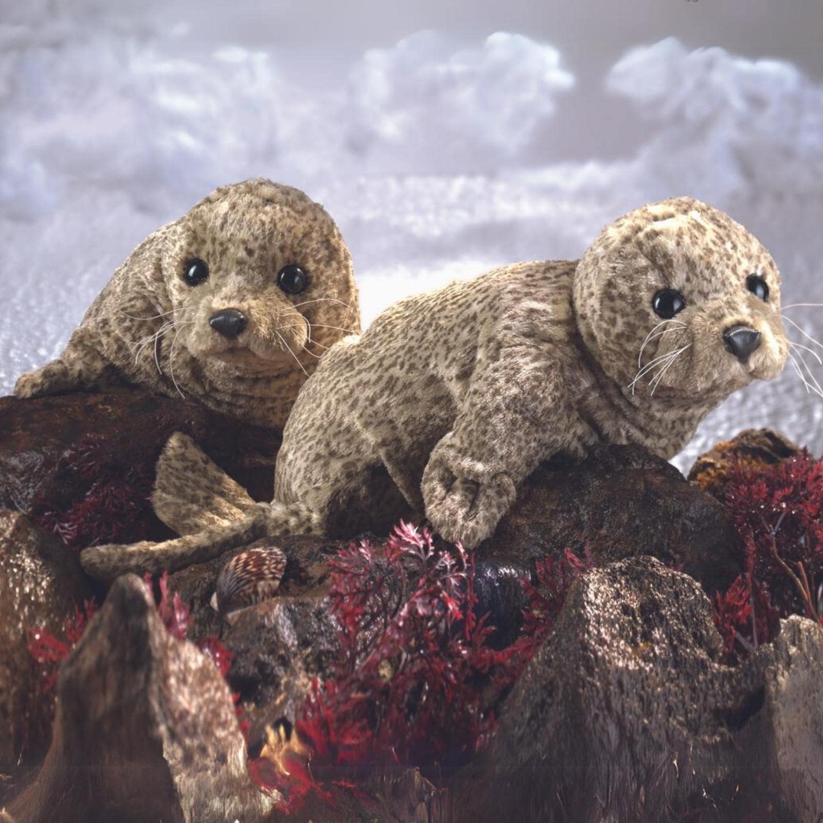 Harbour Seal