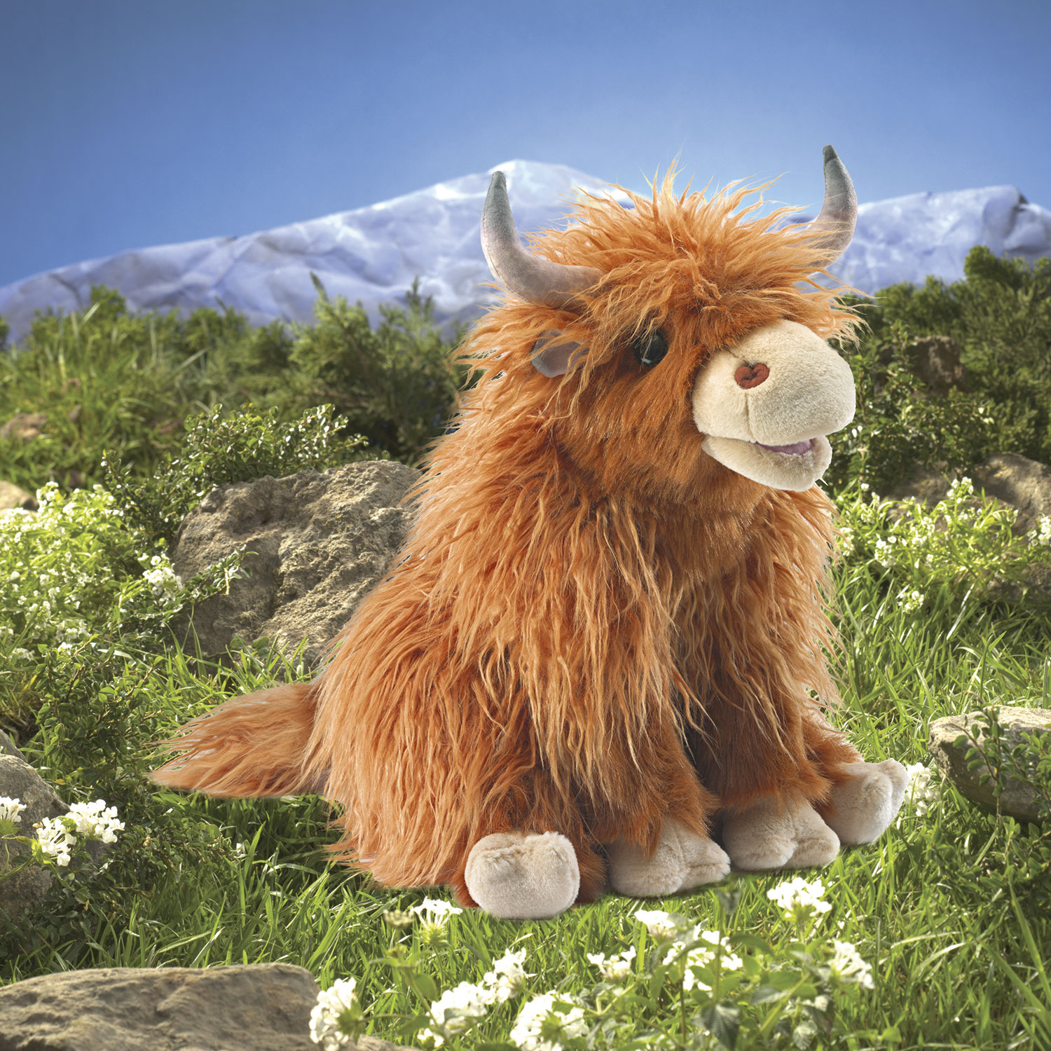 Highland Cow