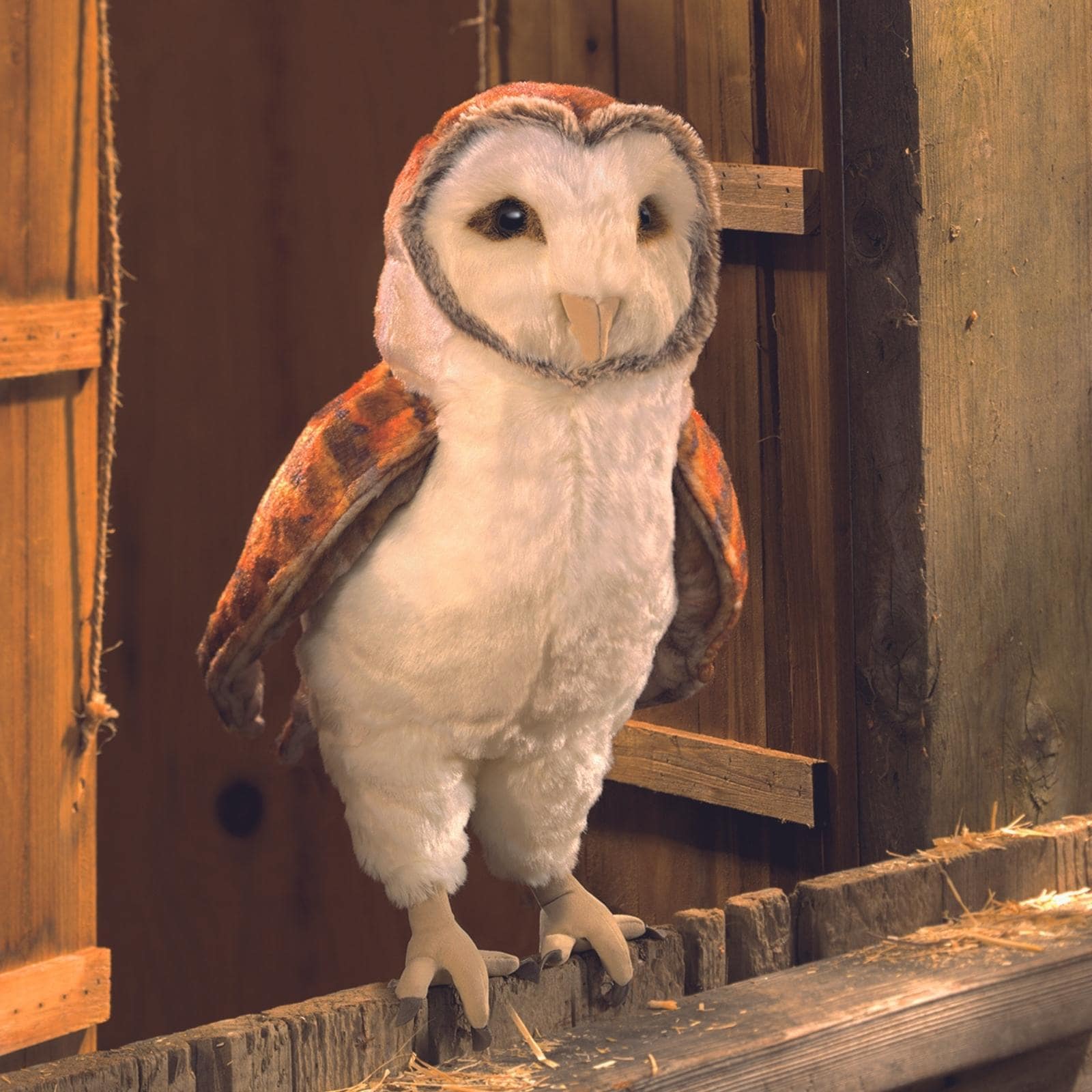 Barn Owl