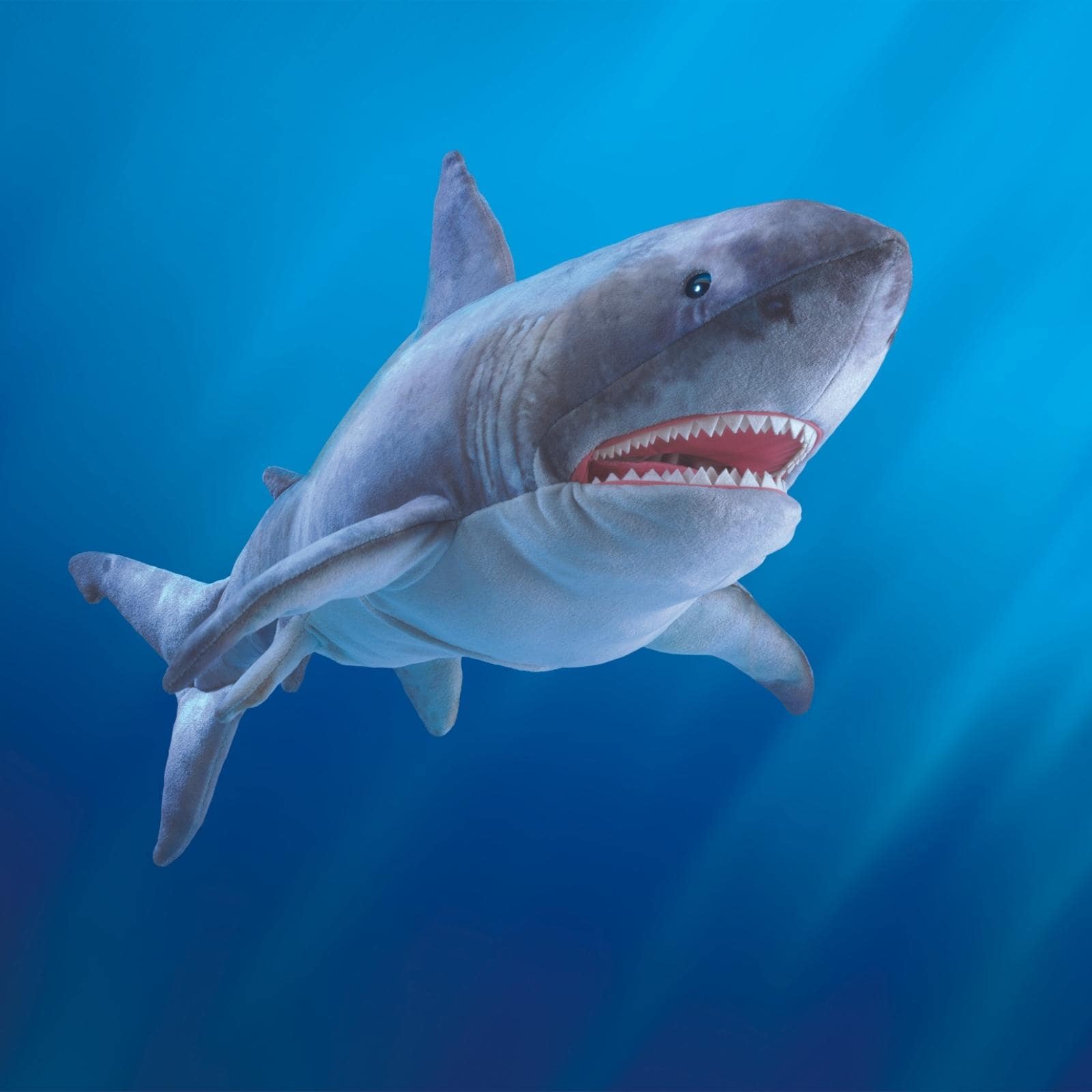 Great white shark