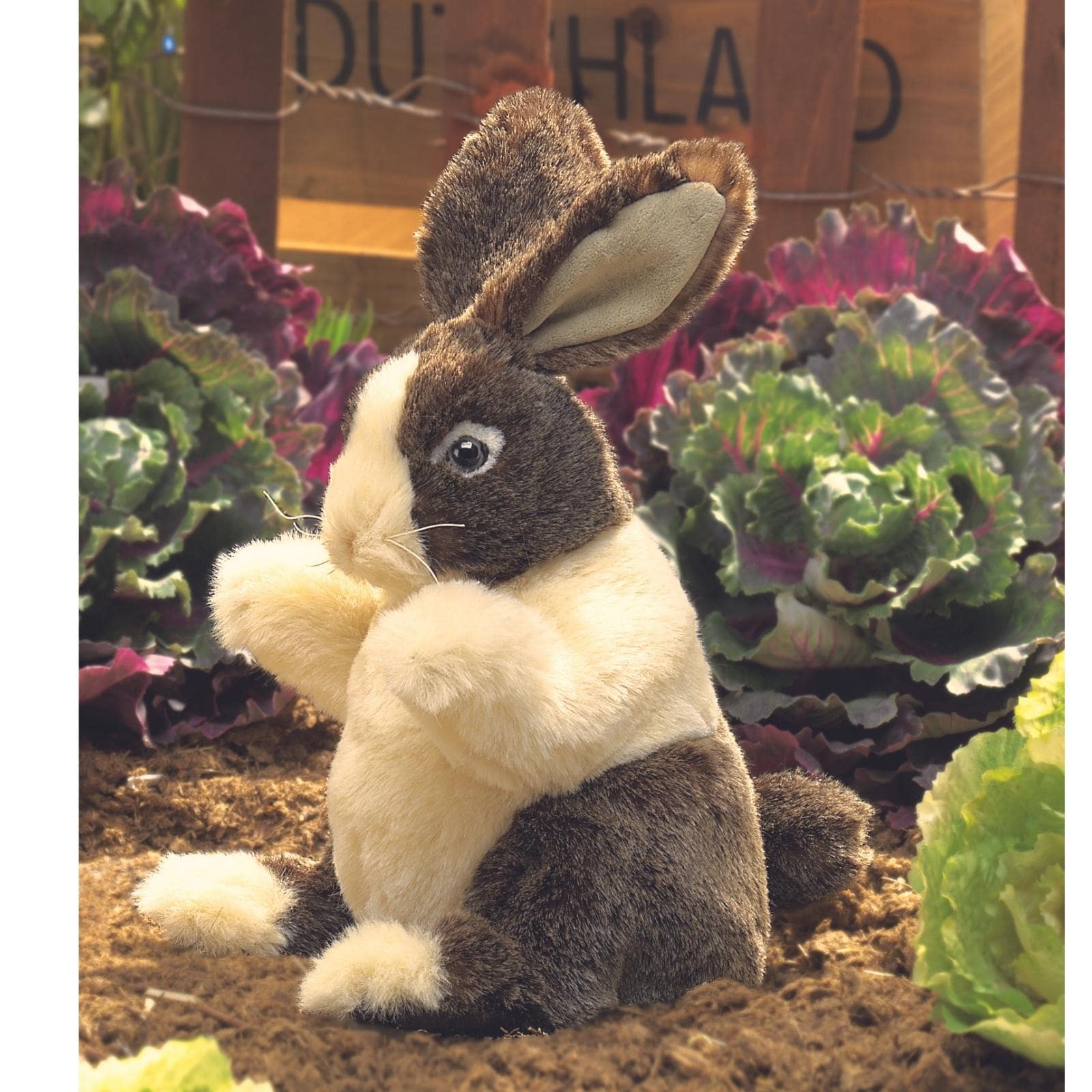 Baby Dutch Rabbit