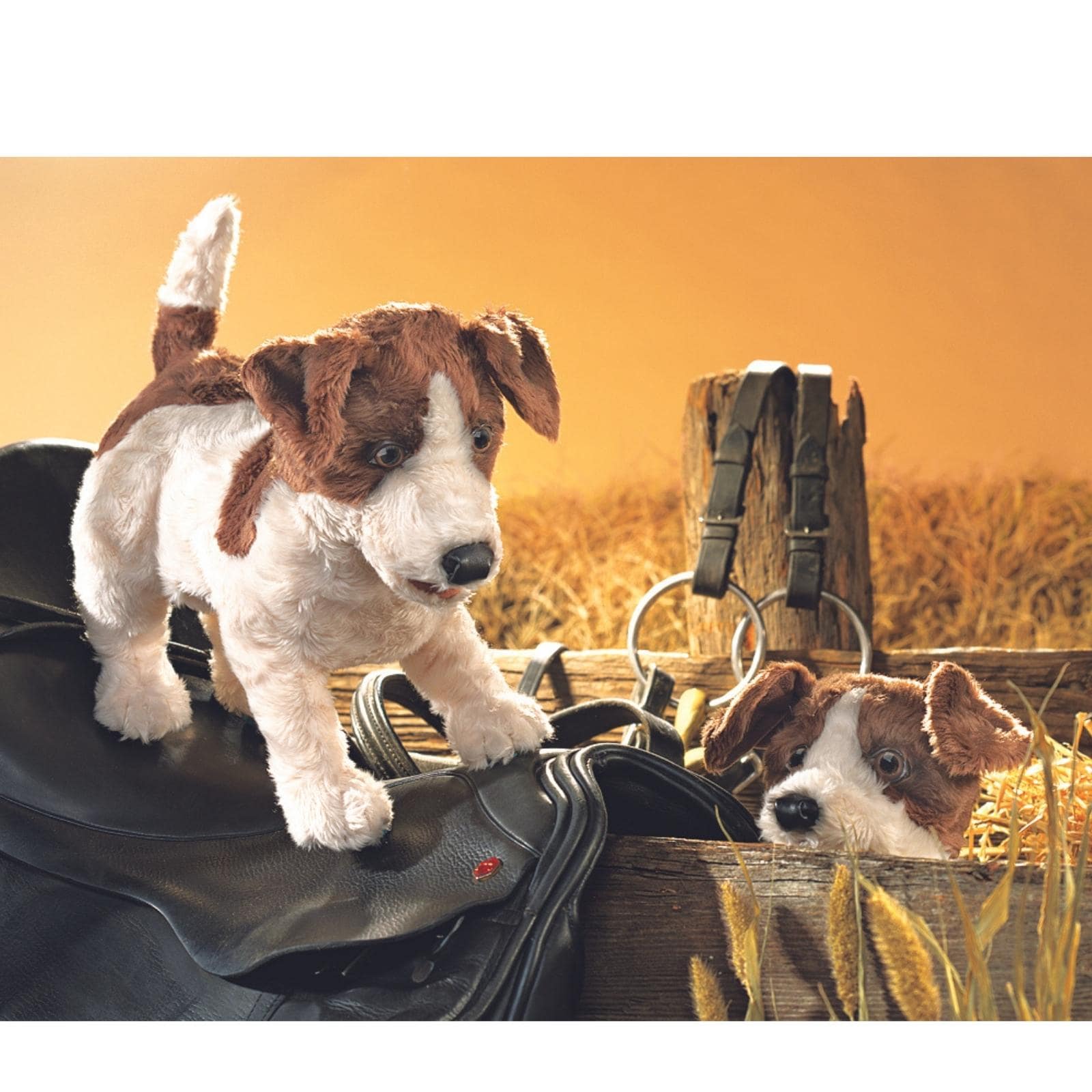Jack Russell Terrier