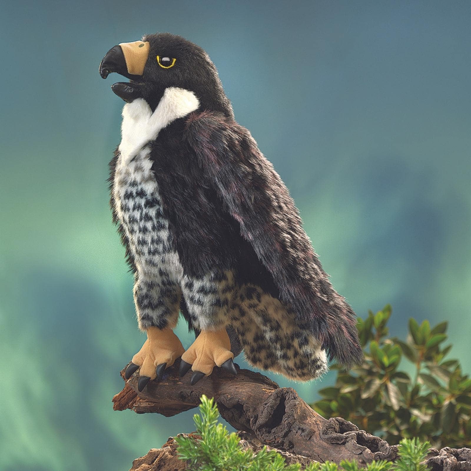 Peregrine Falcon
