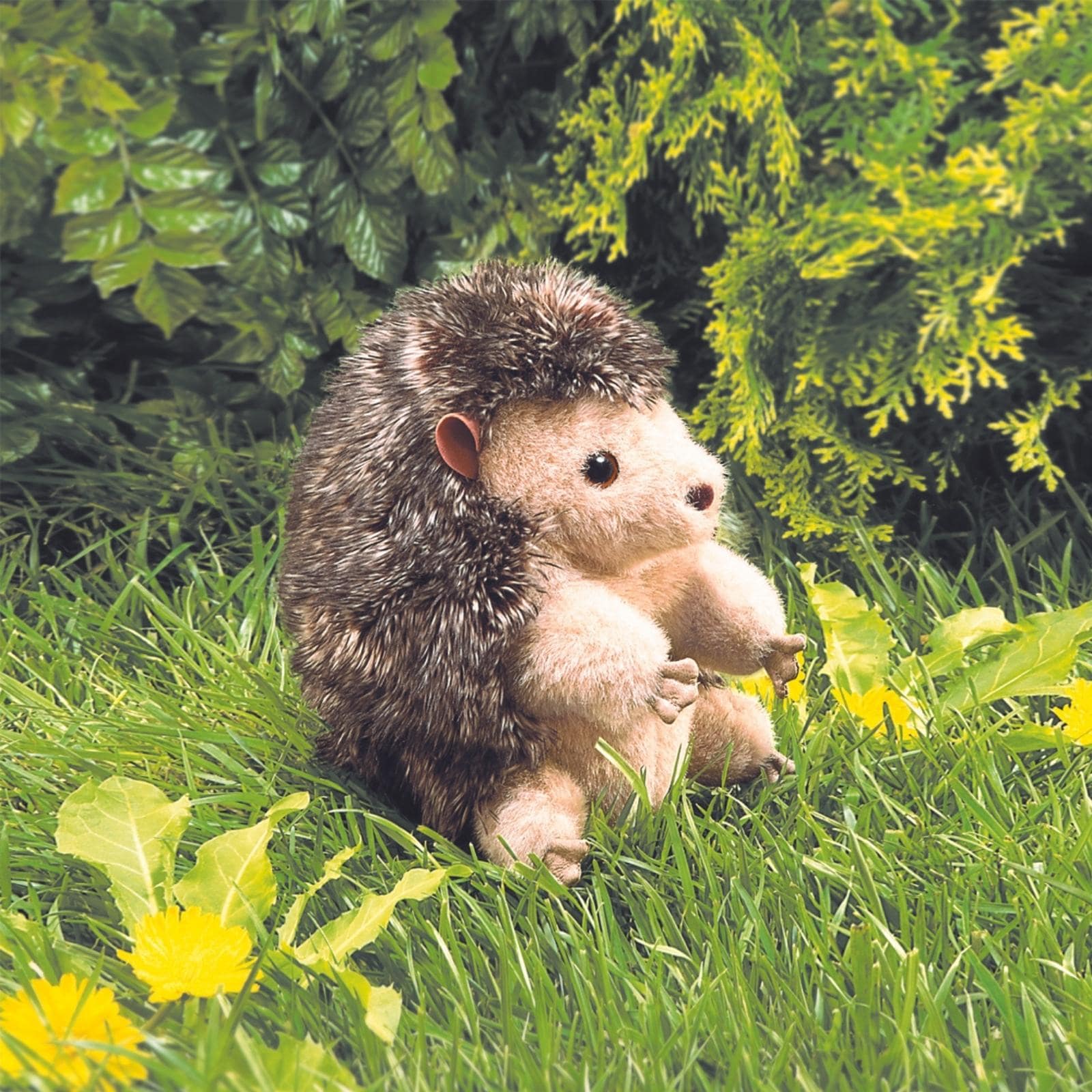 Hedgehog